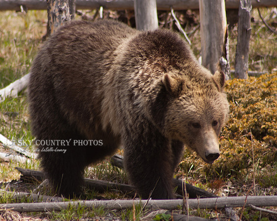 grizzly bear