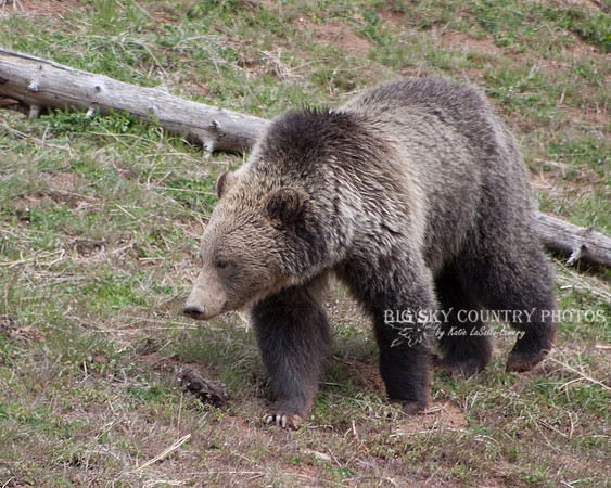 walking grizzly bear