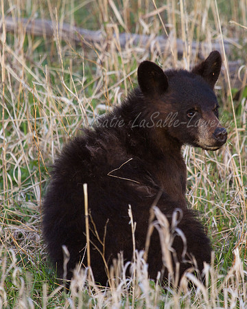 Elk Creek Black Bear Family 16