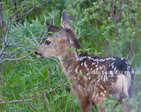 mule deer fawn with spotted coat and blue eyes partially concealed by bush leaves