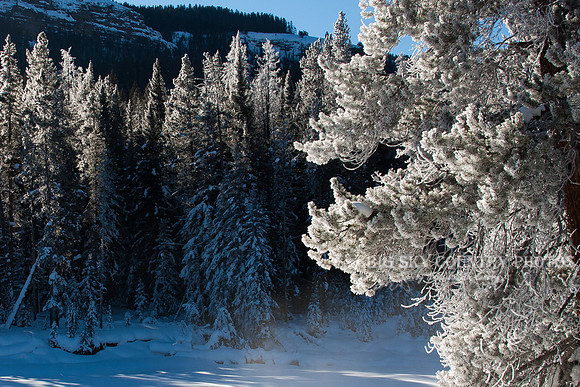 Sunlight on frosted evergreen limbs
