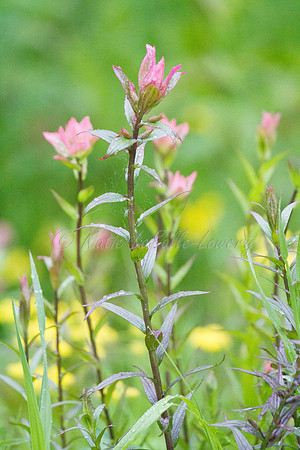Pink Paintbrush