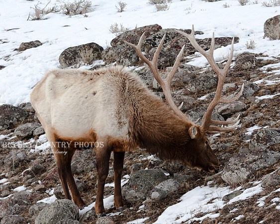 Yellowstone Bull Elk #10 at the end of winter - skinny with ribs and hip bones visible
