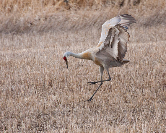 sandhill crane hunting mice
