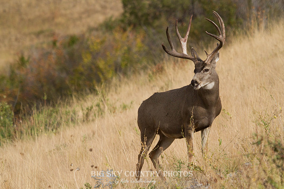 mule deer buck