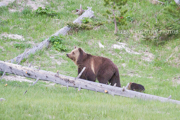 mama grizzly bear and cub