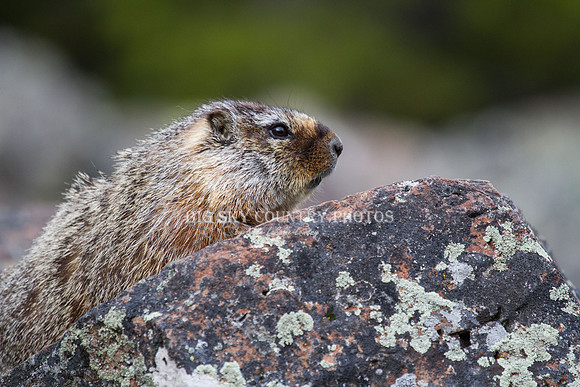 Sheepeater Cliff Marmot 1