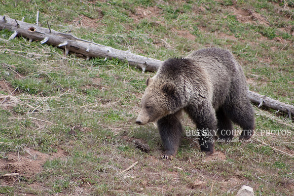Grizzly Bear Stroll 9