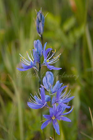 Camas 4 - Packer Meadow - '12