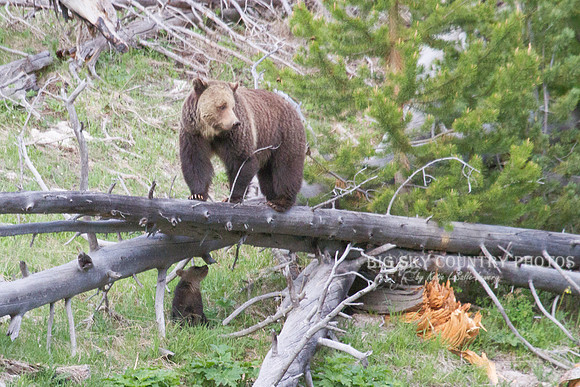 grizzly bear sow and her cub