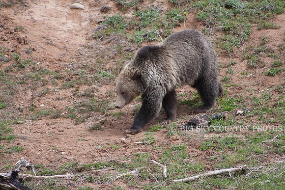 grizzly bear walking