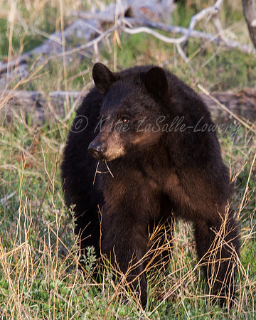Elk Creek Black Bear Family 10