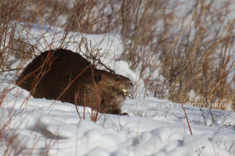 Muskrat Country Big Sky Country | Beavers & Muskrats