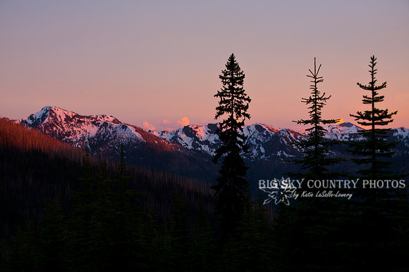 mountain peaks and alpine fir trees in the pink glow of evening twilight