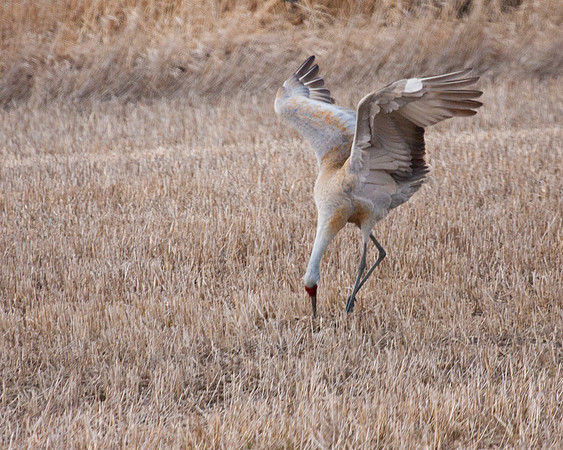 sandhill crane hunting mice