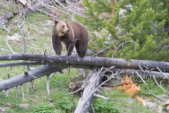 grizzly bear sow and her cub