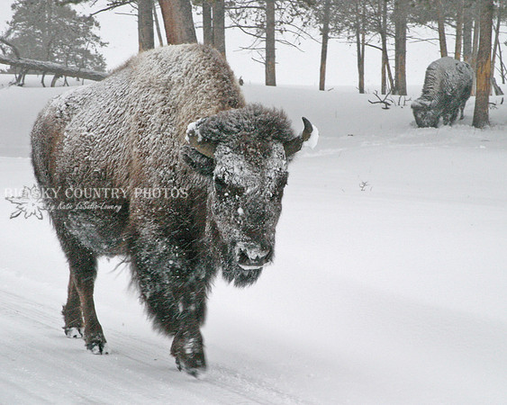 cow bison covered with snow