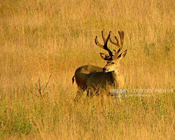 a mule deer buck with antlers in velvet in golden sunset light and gold late summer grass