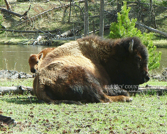 bison calf standing next to sleeping mother cow bison