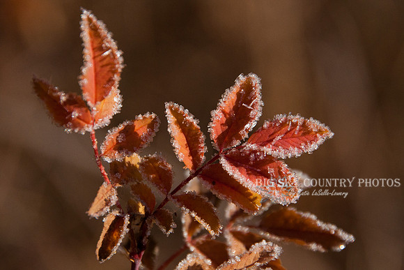 frost covered wild flowers and foliage
