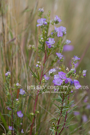 Threadleaf Phacelia 2