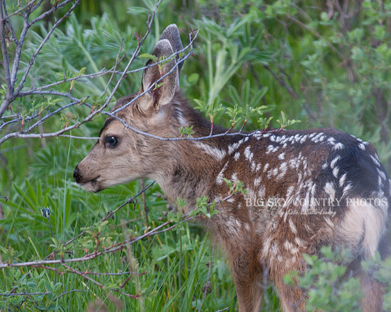 mule deer fawn with spotted coat and blue eyes partially concealed by bush leaves