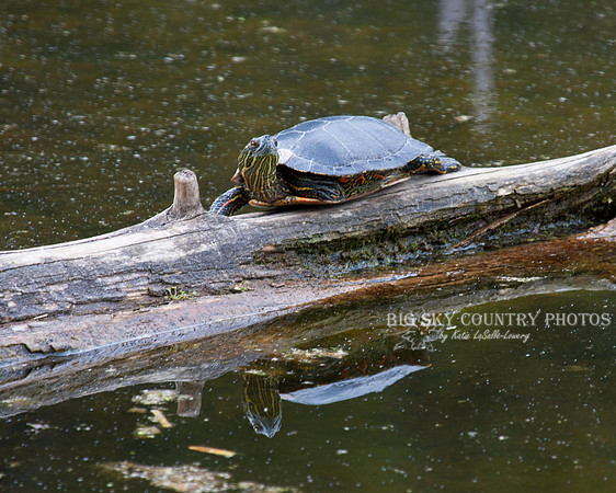Painted Turtle On Log