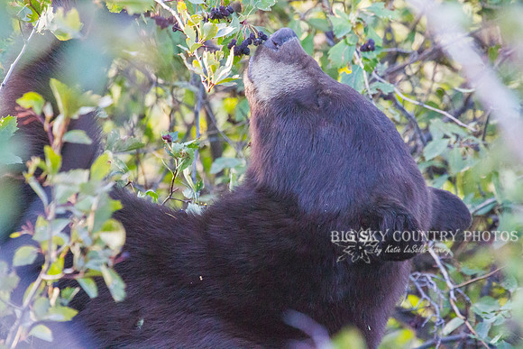 black bear in hawthorn berry bush