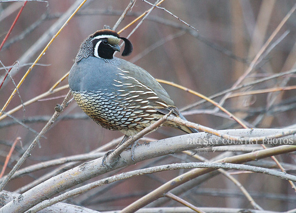 California Quail