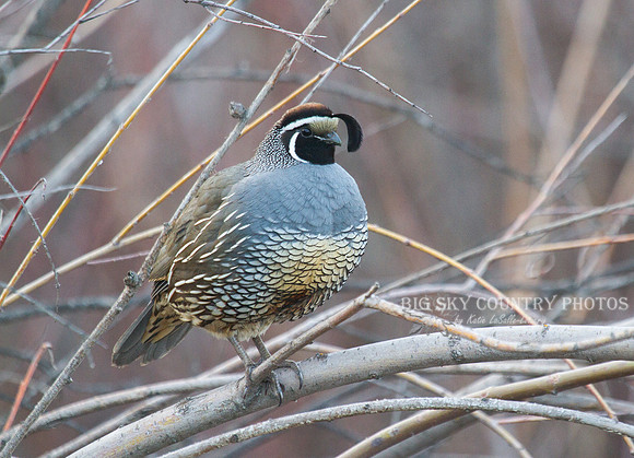 California Quail -2