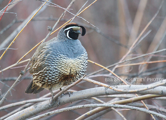 California Quail -3