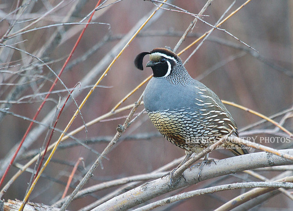 California Quail -4