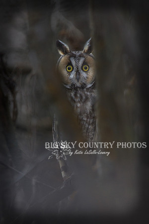Long-eared Owl Upright