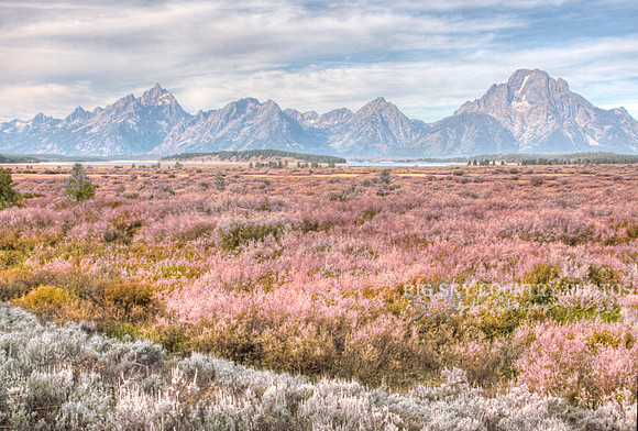 Jackson Lake Lodge Willow Flats