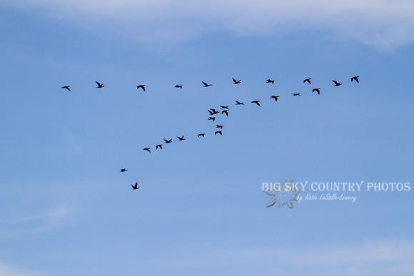 Goose Flight Over Mount Moran 3