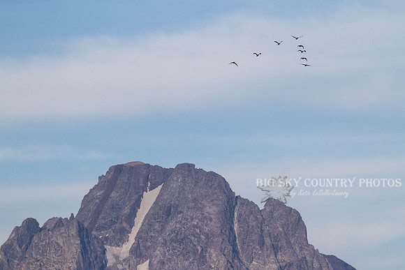 Goose Flight Over Mount Moran 5