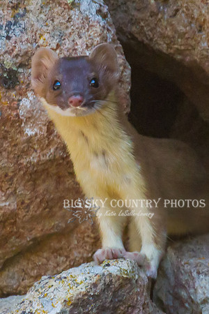 Pika Hunter