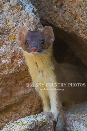 Pika Hunter 5