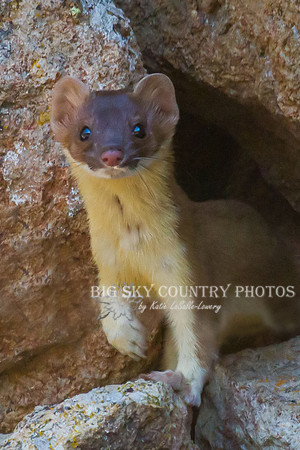 Pika Hunter 6