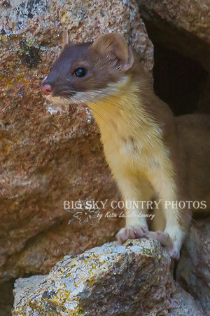 Pika Hunter 7