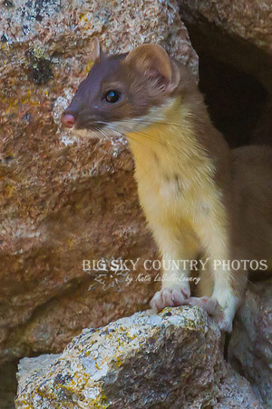 Pika Hunter 8