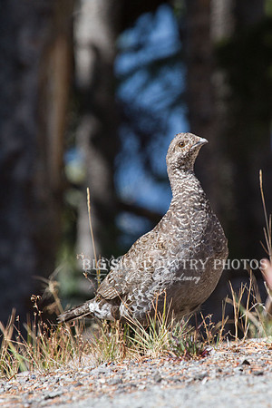 Ruffed Grouse