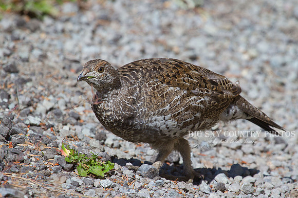 Ruffed Grouse 3