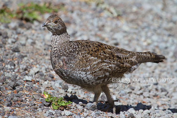 Ruffed Grouse 4
