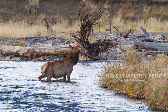 cow elk in the Yellowstone River