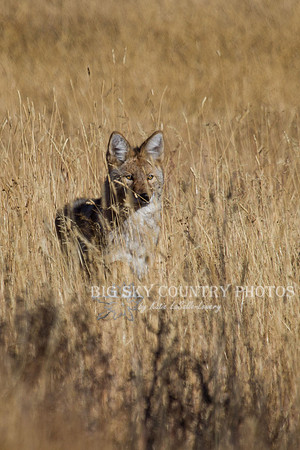 hunting coyote