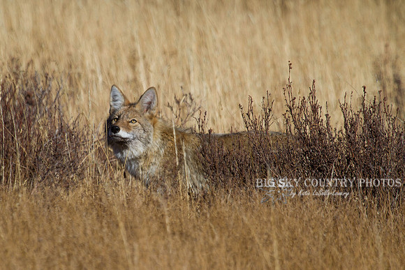 hunting coyote