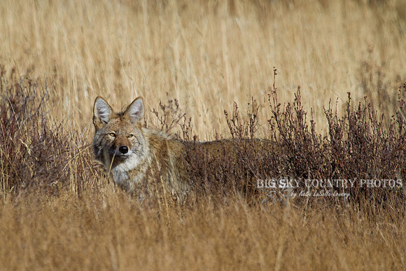 hunting coyote