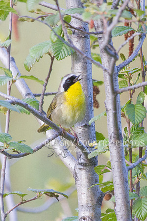 Common Yellowthroat -3