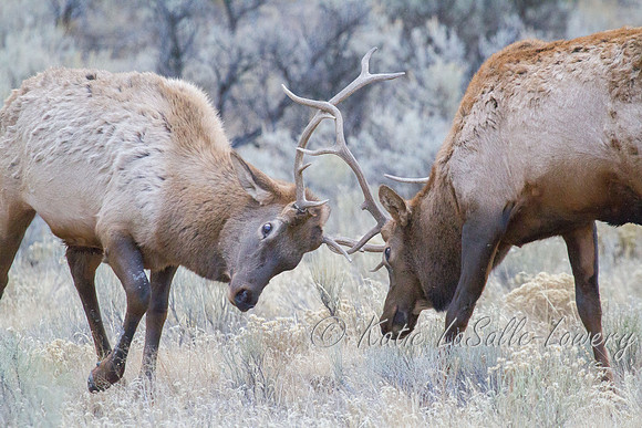 pair of young bull elk sparring